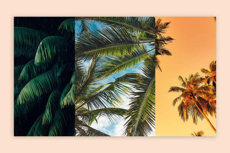 Download Free Palm Instagram Story Backgrounds